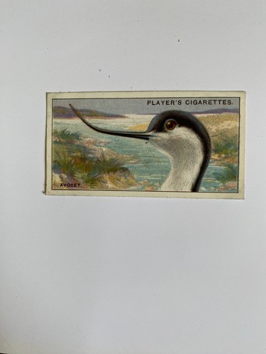 Players curious beaks - players,