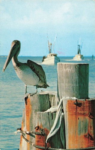 Postcard pelican sun - postcard, waterways